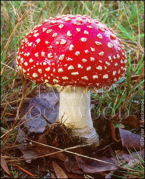 Amanita muscaria