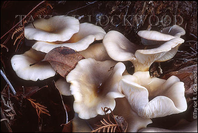 Omphalotus nidiformis - Australia