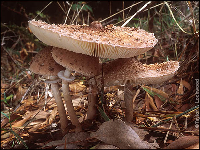 Macrolepiota clelandii