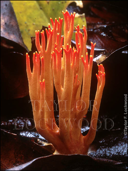 Ramaria sp. - Thailand