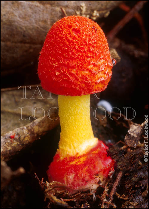 Amanita rubrovolvata