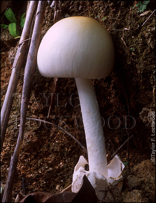 Amanita sp.