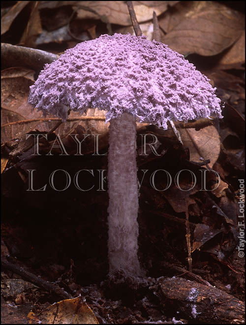 Coniolepiota spongodes