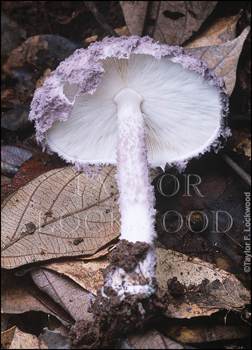 Coniolepiota spongodes