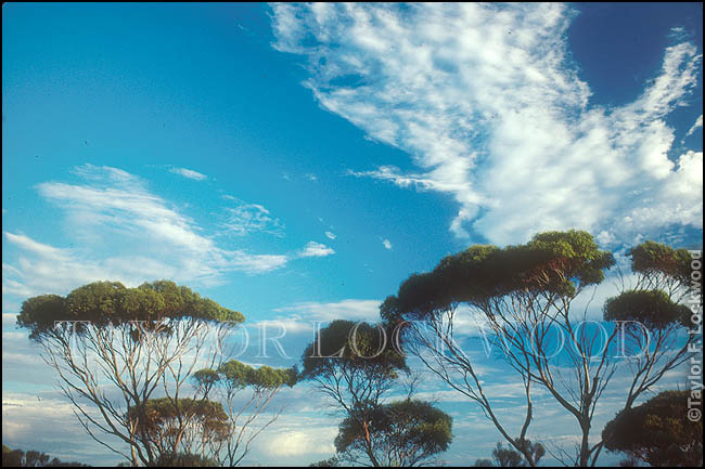 Nullarbor Plain, Australia