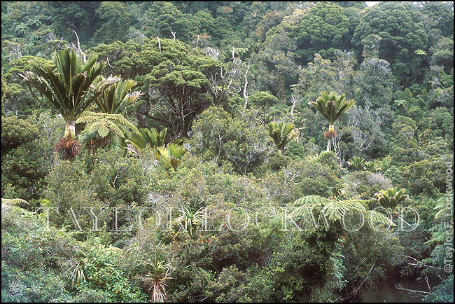 Pureora Forest Park, New Zealand