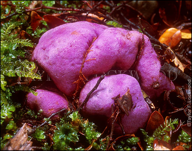 Gallacea scleroderma