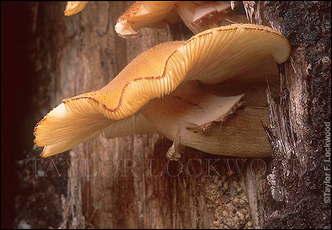 Armillaria sp.