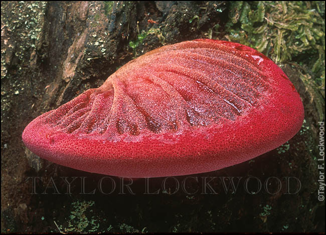 Fistulina hepatica