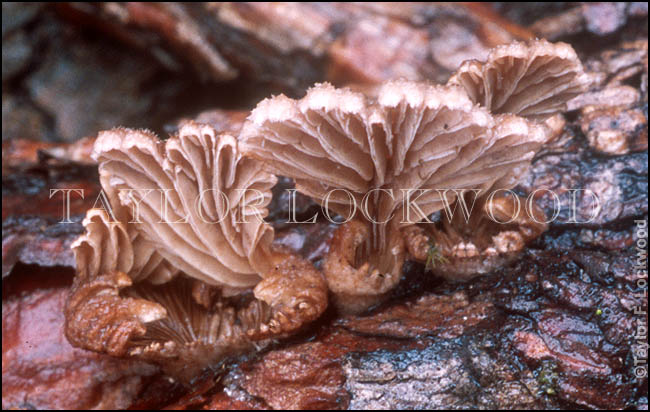 Schizophyllum commune - Burma