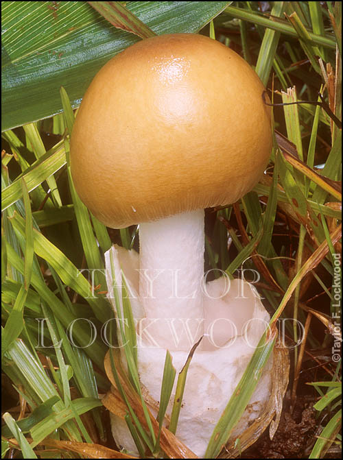 Amanita sp. - Burma