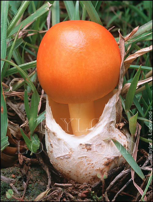 Amanita hemibapha