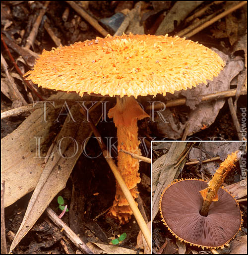 Agaricus crocopeplus