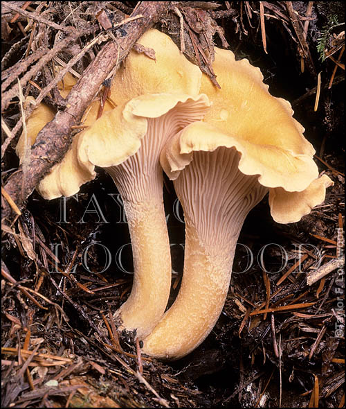 Cantharellus formosus