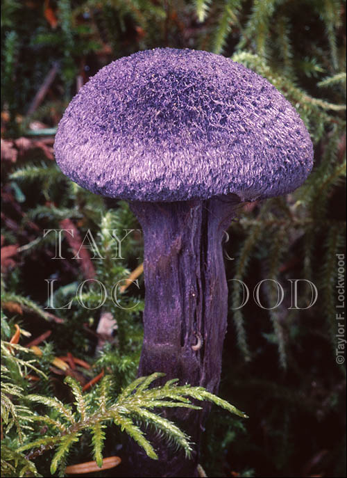 Cortinarius violaceus