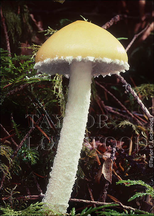 Stropharia ambigua