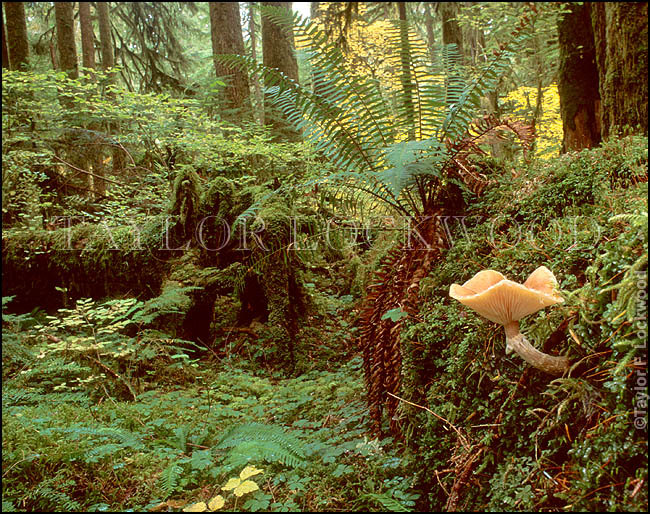 Armillaria mellea