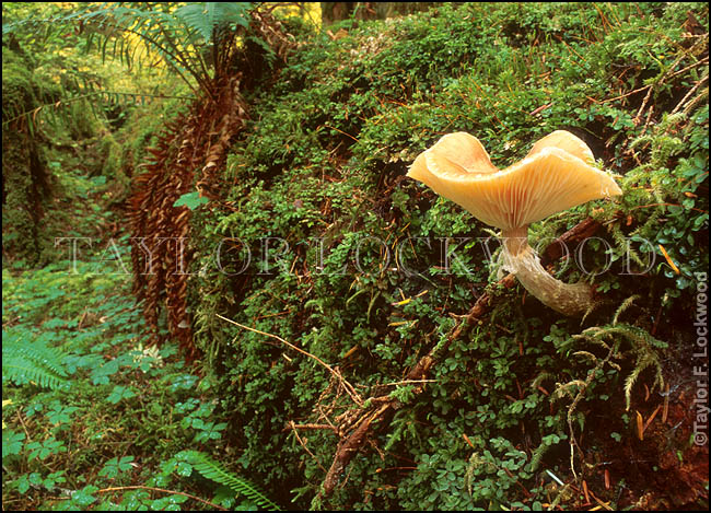 Armillaria mellea