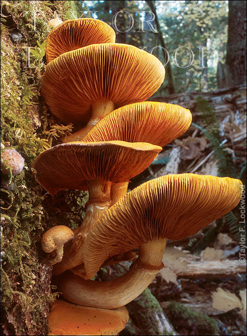 Gymnopilus spectabilis