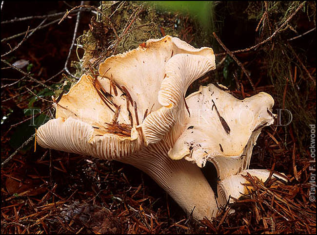 Cantharellus subalbidus