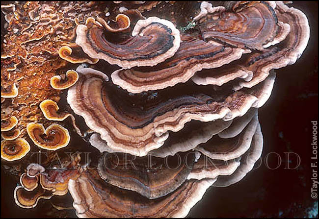 Trametes versicolor