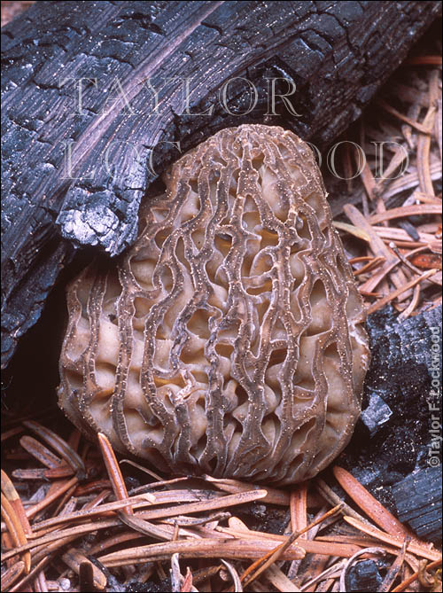 Morchella elata