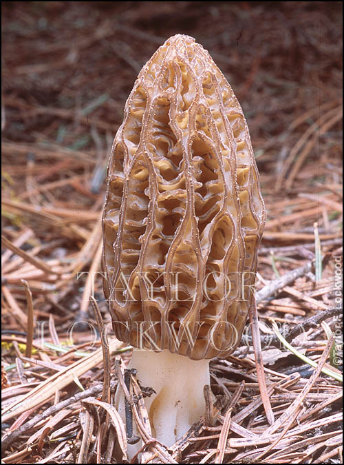 Morchella elata