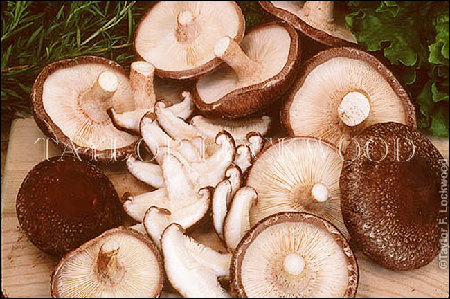 Lentinula edodes (Shiitake)