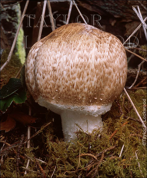 Agaricus augustus