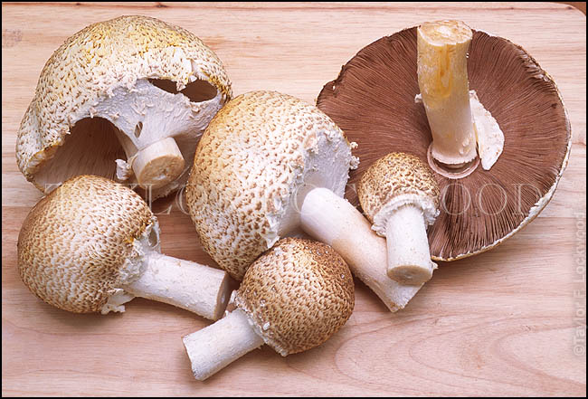 Agaricus perobscurus