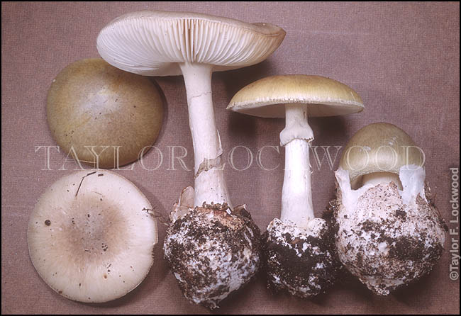 Amanita phalloides