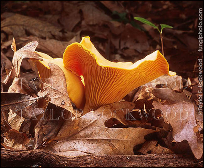 Cantharellus cibarius