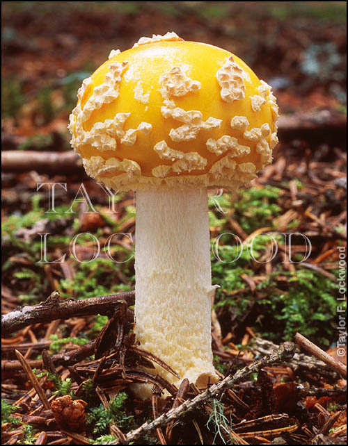 Amanita muscaria var. formosa