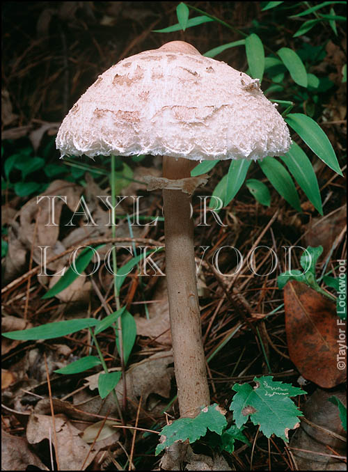 Macrolepiota procera