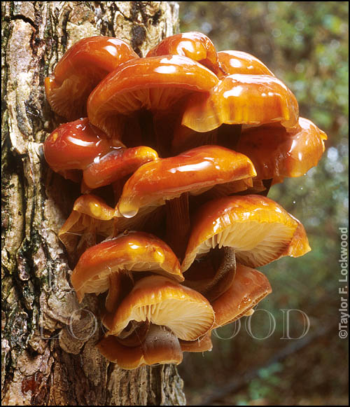 Flammulina velutipes