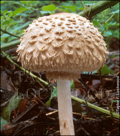 Macrolepiota rachodes