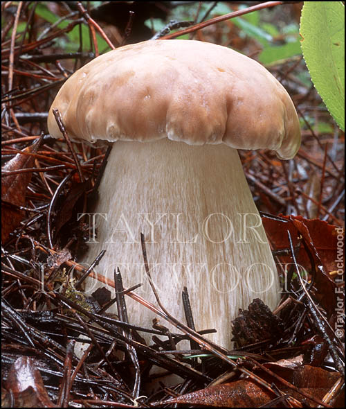 Boletus edulis