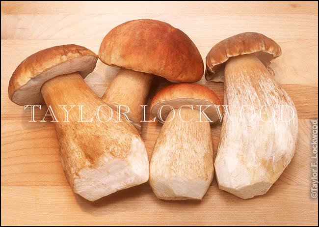 Boletus edulis