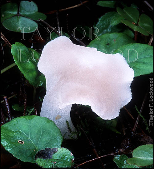 Pseudohydnum gelatinos