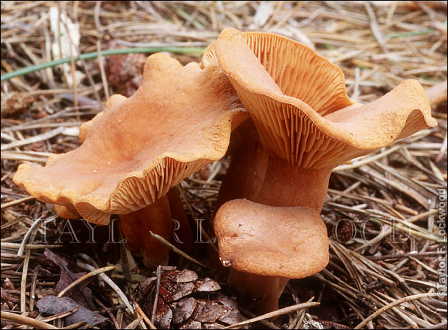 Lactarius rubidus