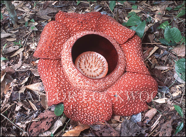 Rafflesia arnoldii (seven petal)