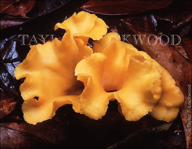 Craterellus odoratus - Australia