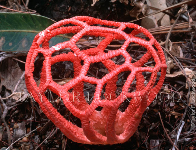 Clathrus pusillus