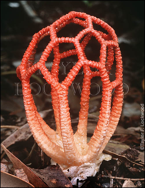 Clathrus pusillus