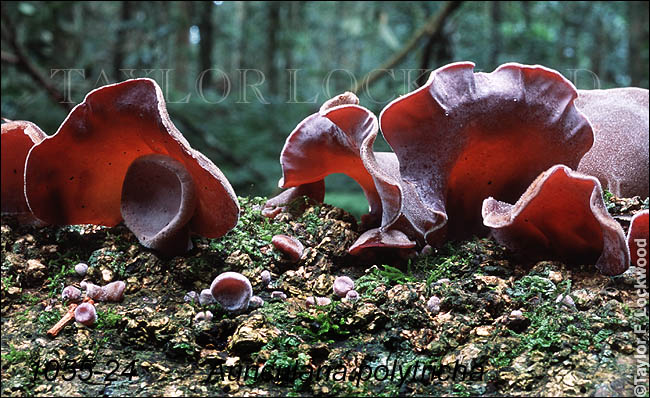 Auricularia polytricha