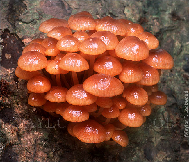 Mycena leaiana - Australia