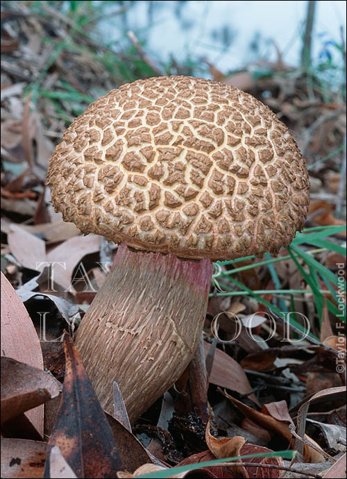 Boletellus ananas