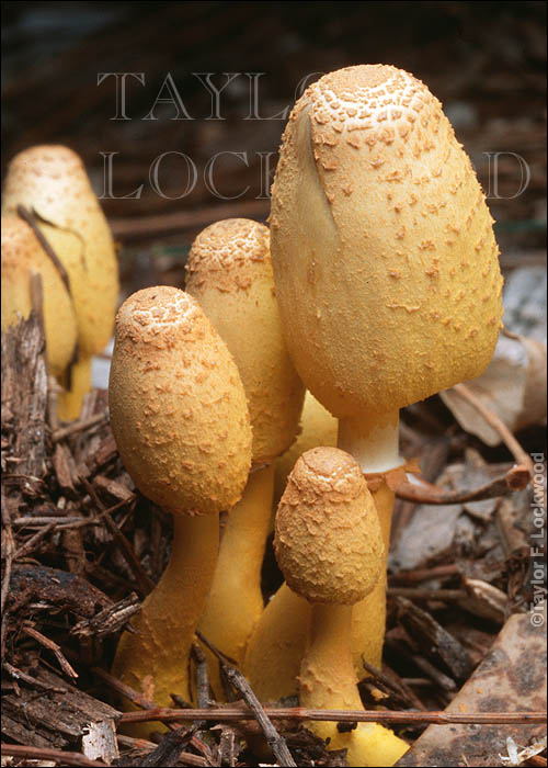 Leucocoprinus birnbaumii