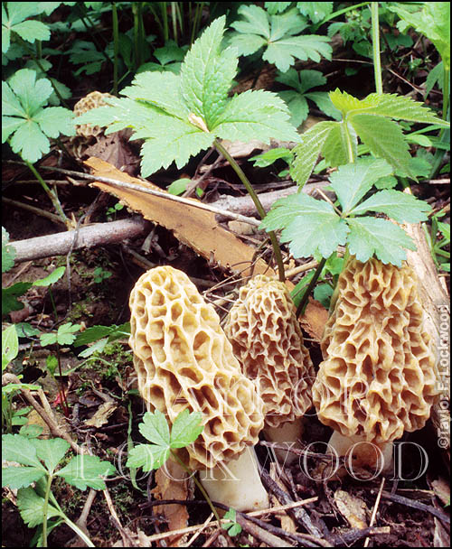 Morchella esculenta