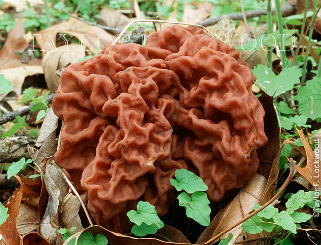 Gyromitra caroliniana